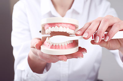 The image shows a person holding a dental model with an open mouth, demonstrating a toothbrush brushing action.